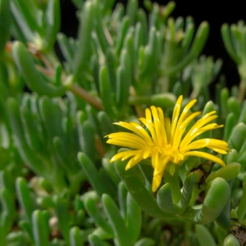 Ice Plant - Malephora lutea