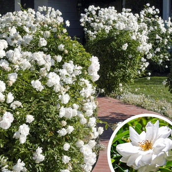 Iceberg Rose - Rosa floribunda 'Iceberg'