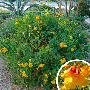Esperanza Trumpet Flower - Tecoma 'Sierra Apricot'