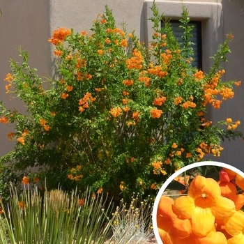 Orange Jubilee Tecoma - Tecoma stans 'Orange Jubilee'