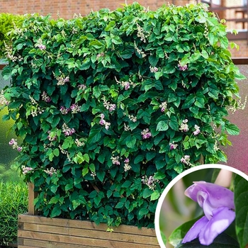 Snail Vine - Vigna caracalla (Phaseolus caracalla)