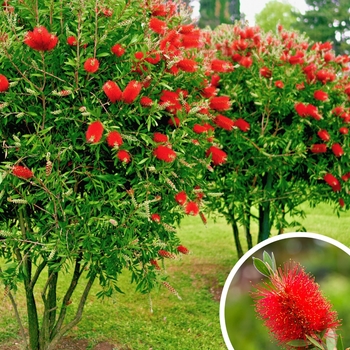 Lemon Bottlebrush - Callistemon citrinus