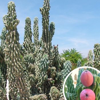 Monstrose Apple Cactus - Cereus repandus 'monstruosus'
