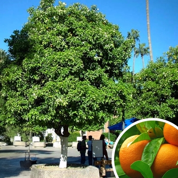 Citrus aurantium - Sour Orange