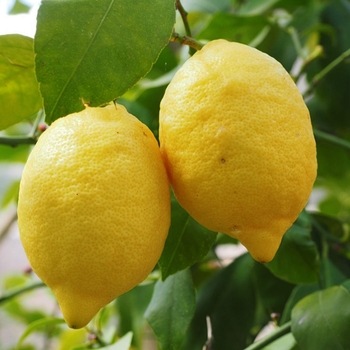 Citrus limon x Citrus medica - Ponderosa Lemon