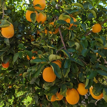 Arizona Sweet Orange - Citrus sinensis 'Arizona Sweet'