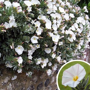 Bush Morning Glory - Convolvulus cneorum