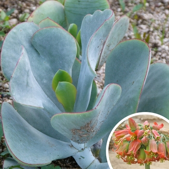 Chalk Fingers - Cotyledon