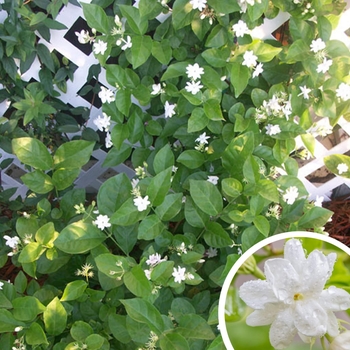 Arabian Jasmine - Jasminum sambac