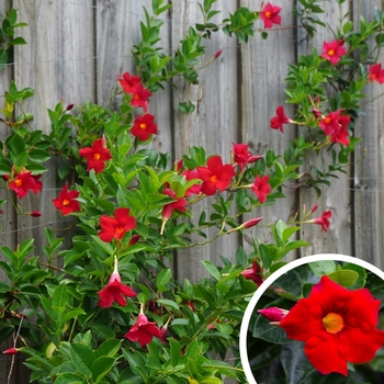 Mandevilla - Mandevilla splendens