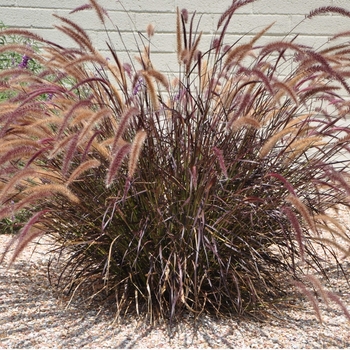 Purple Fountain Grass - Pennisetum setaceum 'Rubrum'