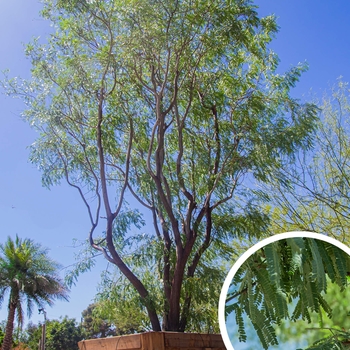 Velvet Mesquite - Prosopis velutina 