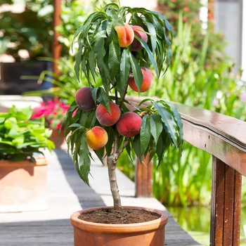 Bonanza Dwarf Peach - Prunus persica 'Miniature Bonanza'