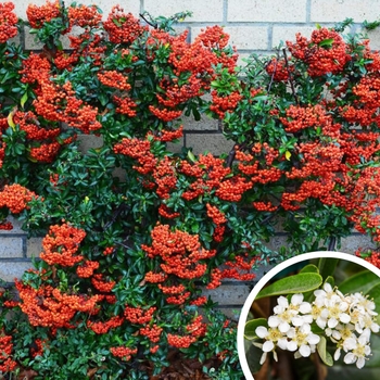 Firethorn - Pyracantha