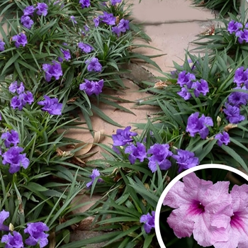 Dwarf Ruellia Mexican Petunia - Ruellia brittoniana 'Katie', ‘Blanca’, ‘Rosa’
