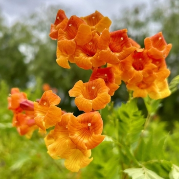 Solar Flare Esperanza - Tecoma 'Solar Flare'