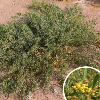 Desert Carpet - Acacia redolens