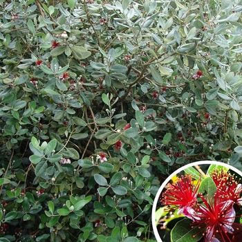 Pineapple Guava - Acca sellowiana