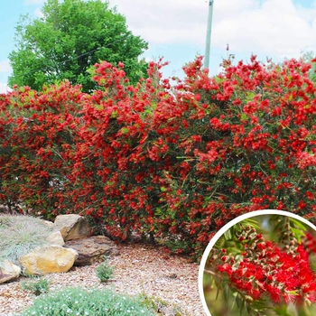 Weeping Bottlebrush Trees - Callistemon viminalis
