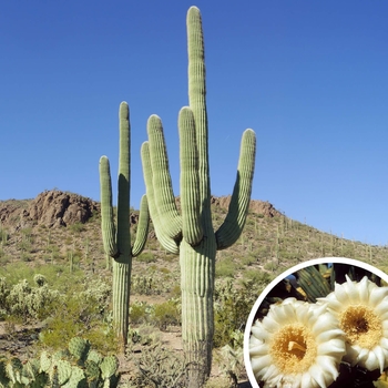Saguaro - Carnegiea gigantea