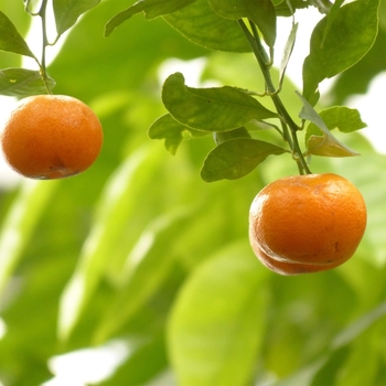 Calamondin - Citrofortunella mitis (Citrus microcarpa) 