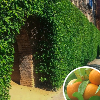 Sour Orange - Citrus aurantium