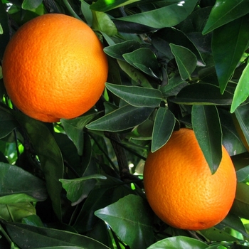 Citrus sinensis 'Trovita' - Trovita Sweet Orange