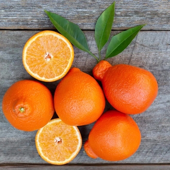 Citrus tangelo 'Minneola' - Minneola Tangelo