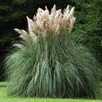 Pampas Grass - Cortaderia selloana