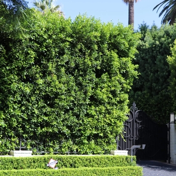 Ficus Nitida (Indian Laurel Fig) - Ficus nitida (Ficus microcarpa)