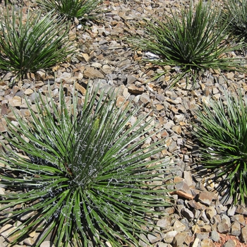 Twin-Flowered Agave - Agave geminiflora