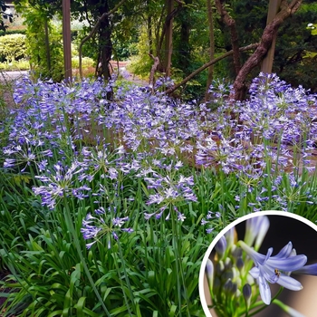 Dwarf Lily of the Nile African Lily - Agapanthus 'Dwarf' 