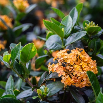 Jungle Flame - Ixora coccinea
