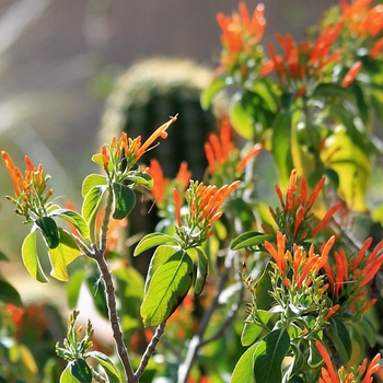 Mexican Honeysuckle - Justicia spicigera