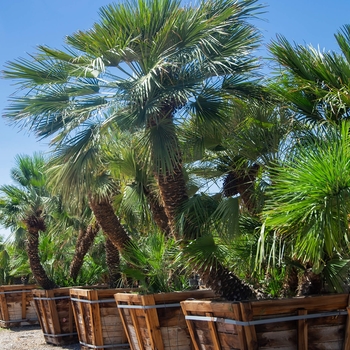 Mediterranean Fan Palm - Chamaerops humilis