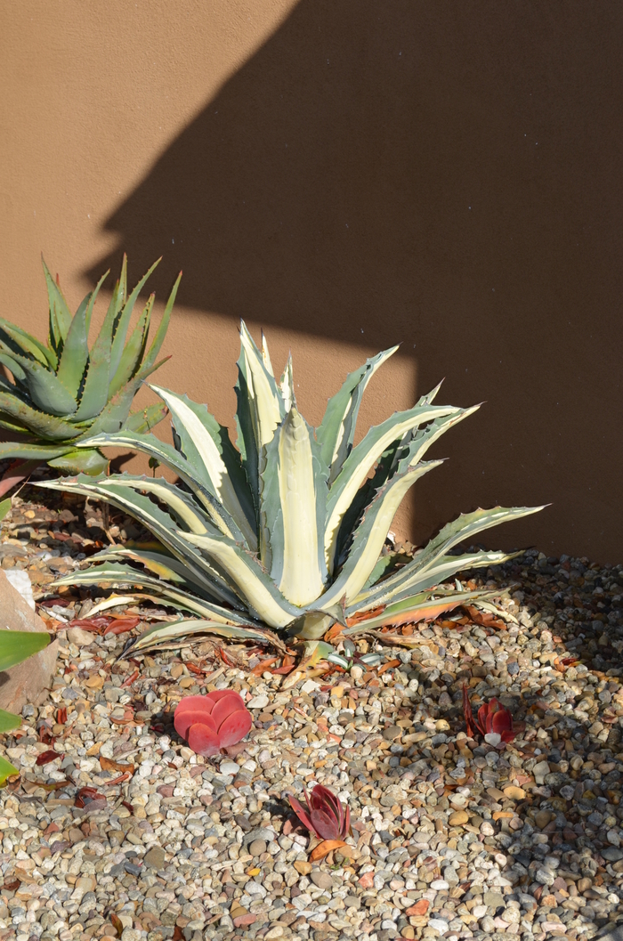 Marginata Century Plant - Agave americana var. marginata from Whitfill Nursery