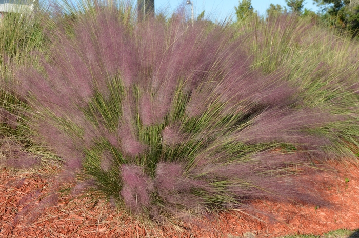 Pink Muhly - Muhlenbergia capillaris Regal Mist from Whitfill Nursery