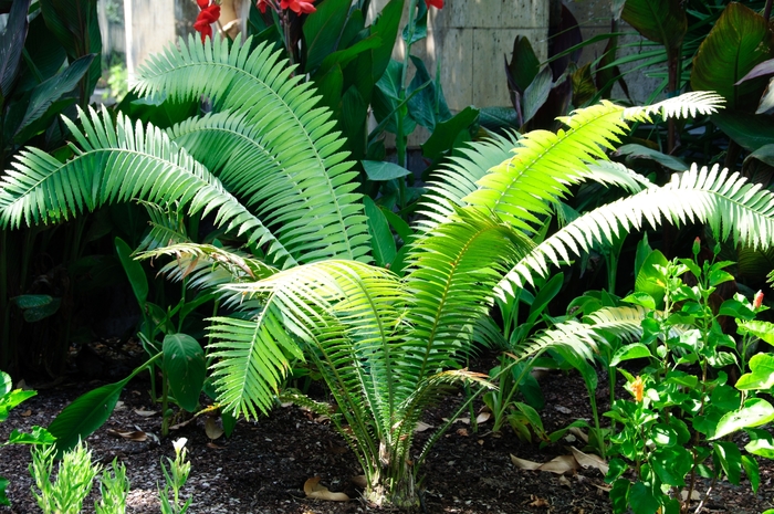 Giant Dioon (Gum Palm) - Dioon spinulosum from Whitfill Nursery