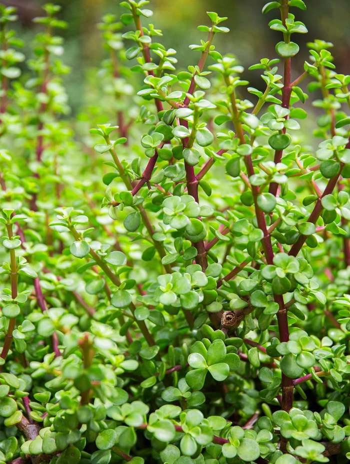 Elephant Food - Portulacaria afra from Whitfill Nursery