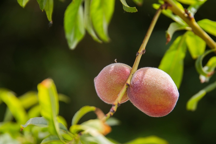 Florida Prince Peach - Prunus persica 'Florida Prince' from Whitfill Nursery
