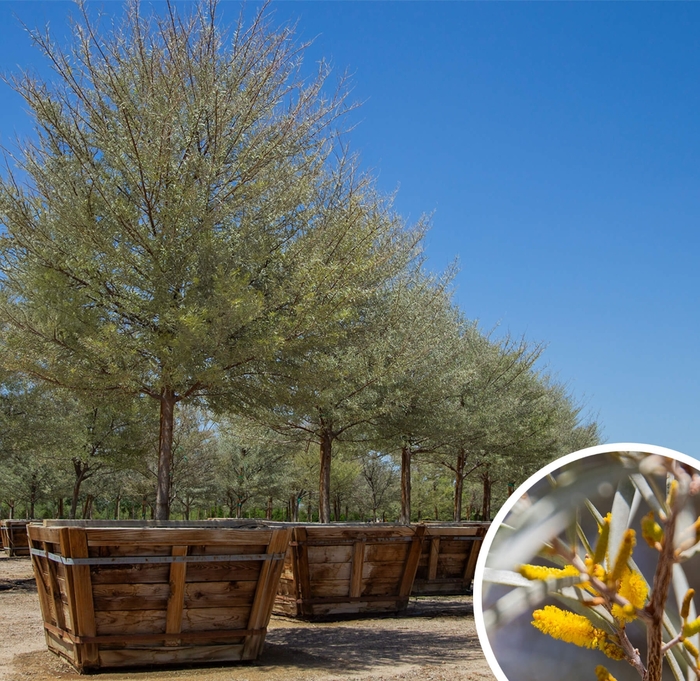 Mulga - Acacia aneura from Whitfill Nursery
