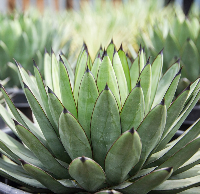 Blue Emperor Agave - Agave 'Blue Emperor' from Whitfill Nursery