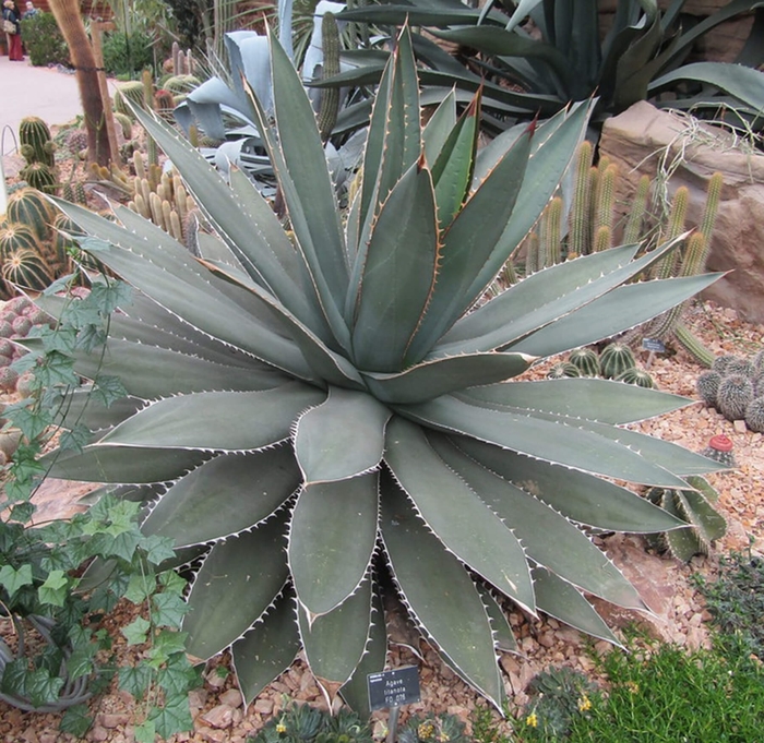 Rancho Tambor / Titan Agave - Agave titanota from Whitfill Nursery