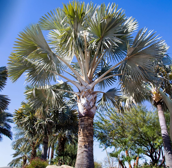Bismarck Palm - Bismarckia nobilis from Whitfill Nursery