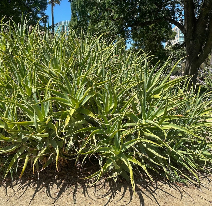 Torch Aloe - Aloe arborescens from Whitfill Nursery