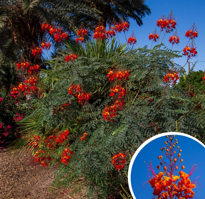 Red Bird of Paradise - Caesalpinia pulcherrima from Whitfill Nursery