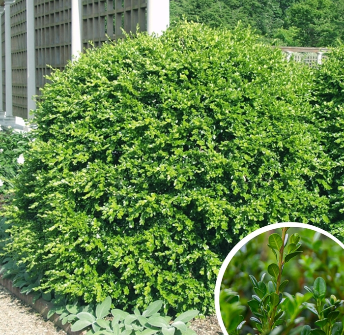 Japanese Boxwood - Buxus microphylla 'japonica' from Whitfill Nursery