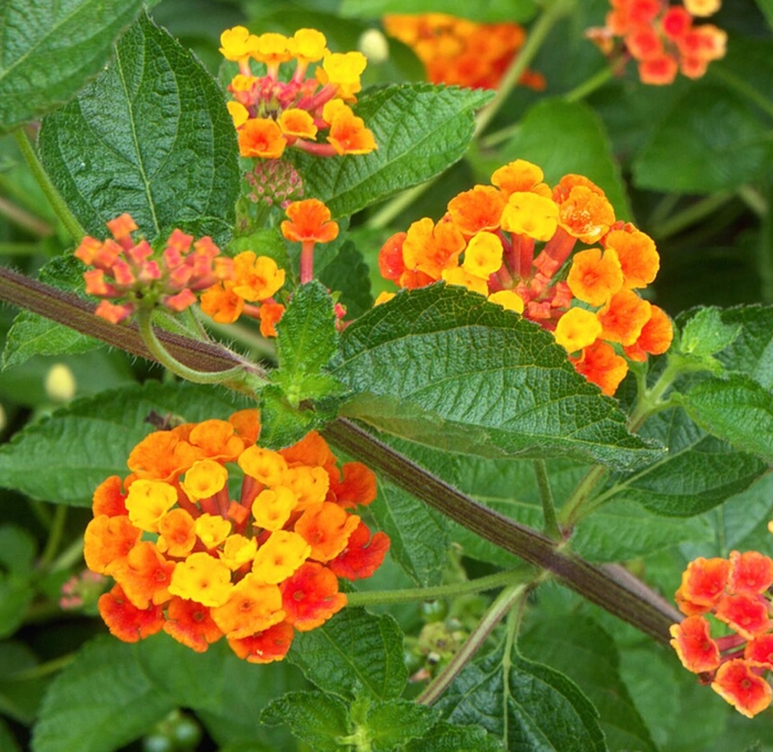 Radiation Lantana - Lantana camara 'Radiation' from Whitfill Nursery