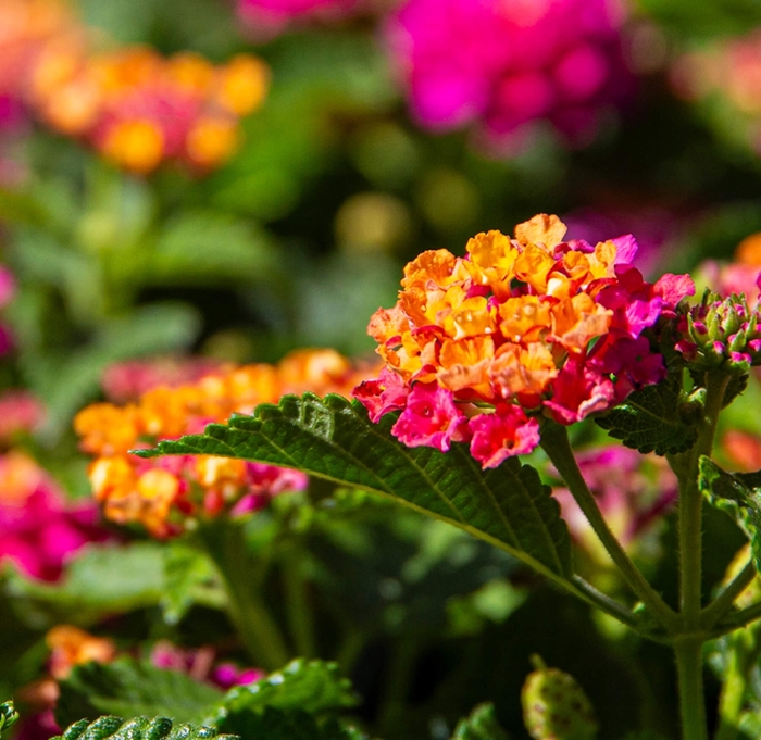 Irene Lantana - Lantana camara 'irene' from Whitfill Nursery