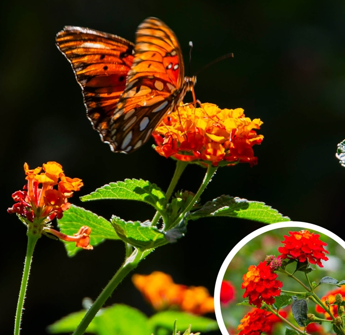 Dallas Red Lantana - Lantana camara 'Dallas Red' from Whitfill Nursery